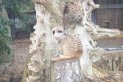 Meercat