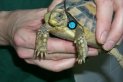 Tortoise doppler