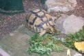 Tortoise doppler