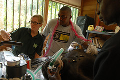 teaching-babs-on-gorilla